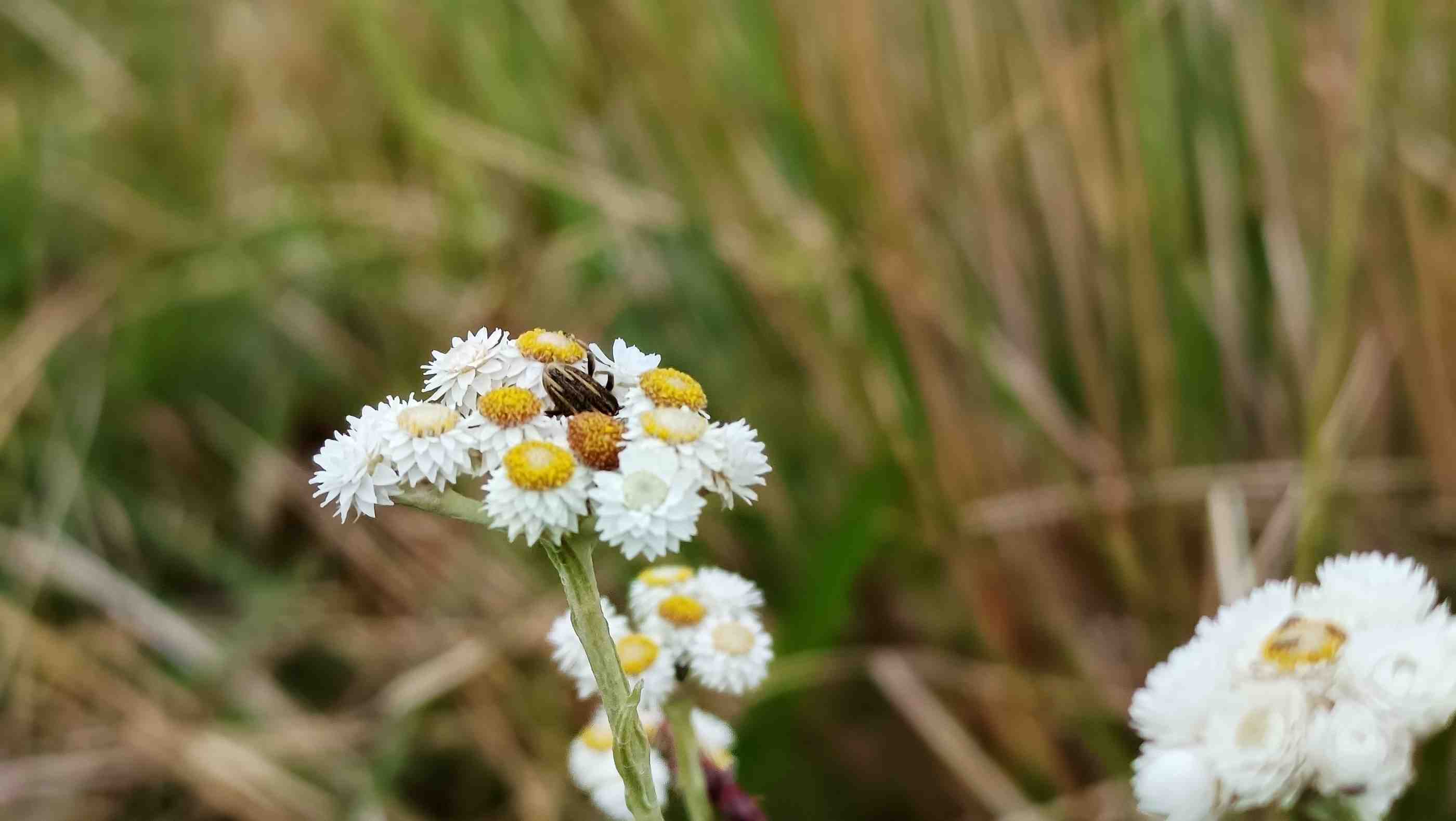 Digital submission interface showing peer review process