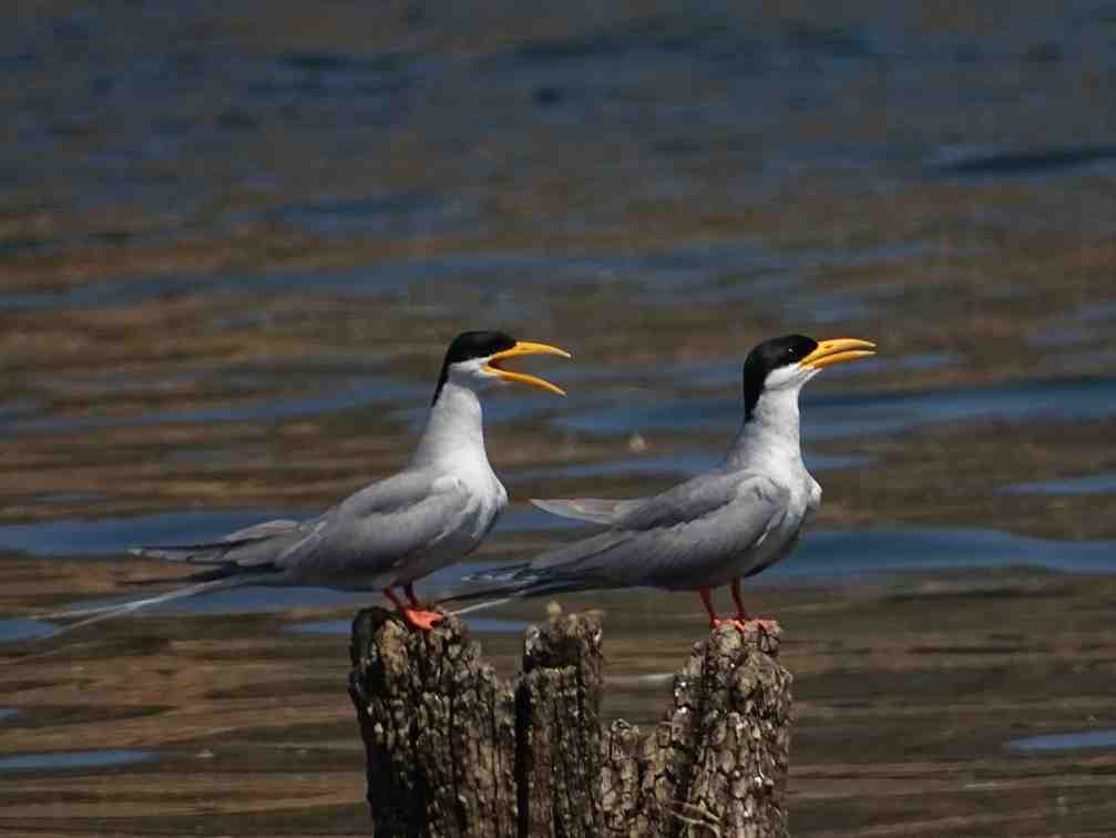 Environmental research laboratory with scientists analyzing biodiversity samples